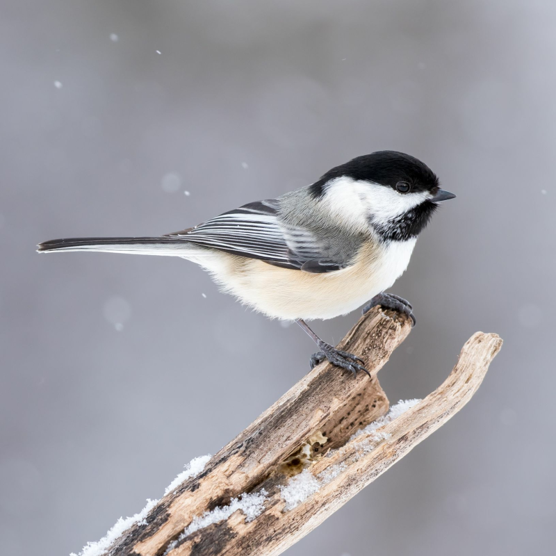 Obrázek epizody Vtáky lietajú a spievajú pri horskom potoku