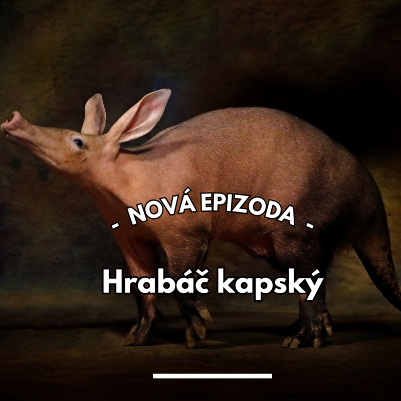 Obrázek epizody 21: (Pod)zemní sele z Afriky