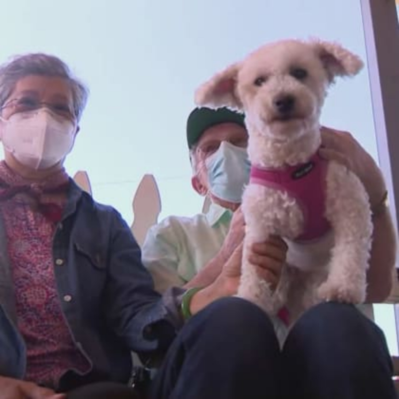 Obrázek epizody Pes zachránil veterána