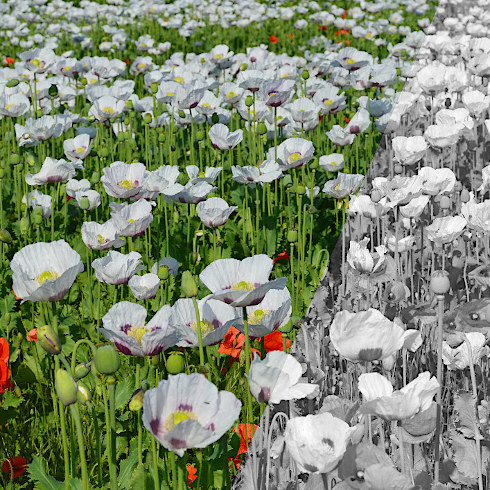 Obrázek epizody Několik myšlenek - 4. Jak chápat (nejen) dlouhodobé sucho a trvající nedostatek vody