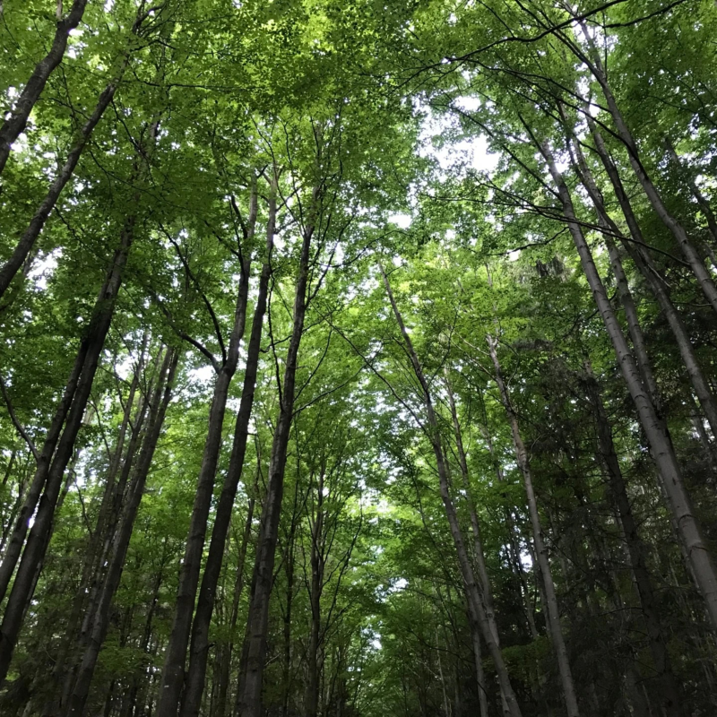 Obrázek epizody Stromy jsou husťáci