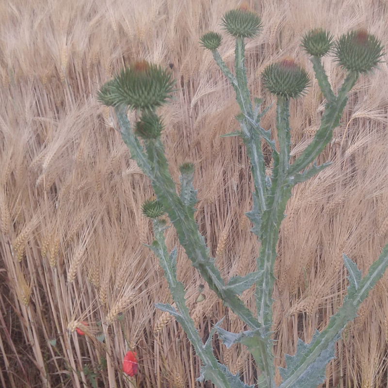 Obrázek epizody Česká odpověď na covid odporovala principům resilience