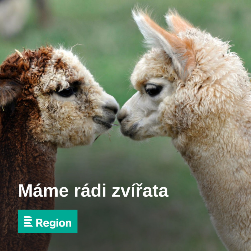 Obrázek epizody Brouci prochází dokonalou proměnou a dokáží se dobře bránit. Japonci dokonce pořádají jejich zápasy