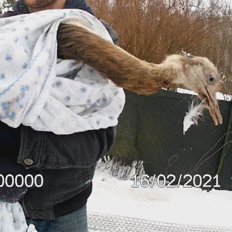 Obrázek epizody Hon na pštrosa (Zdroj: CNN Prima NEWS)