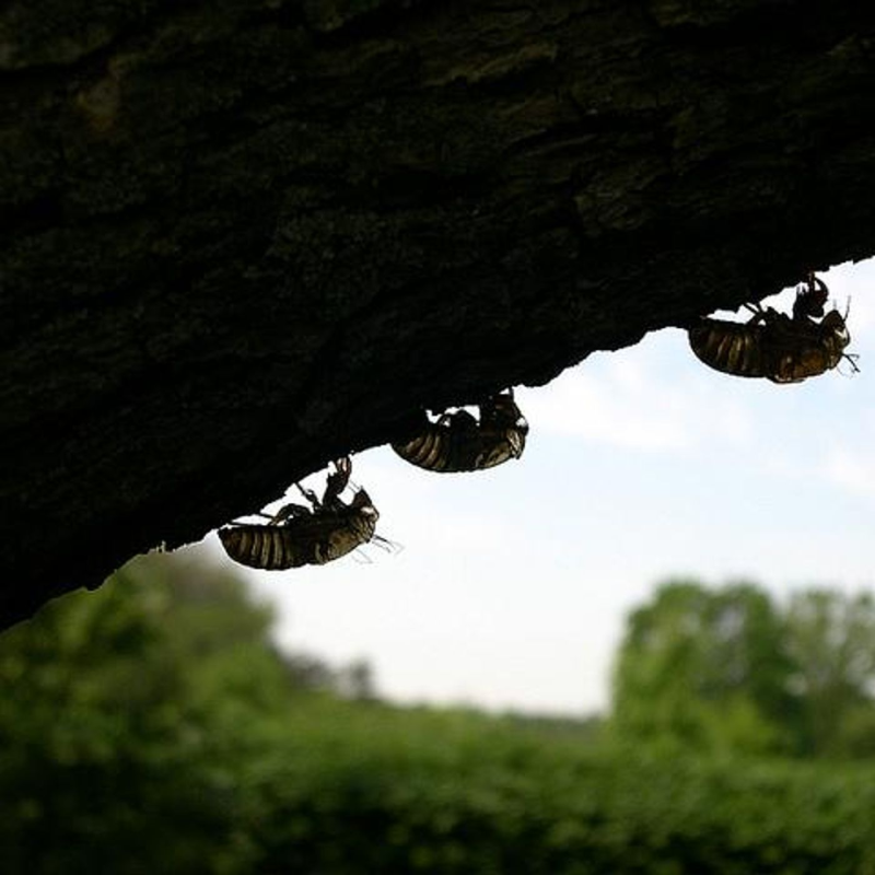 Obrázek epizody REBROADCAST: Emergence