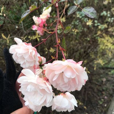 Obrázek epizody #71 Ježíšovo Vítězství