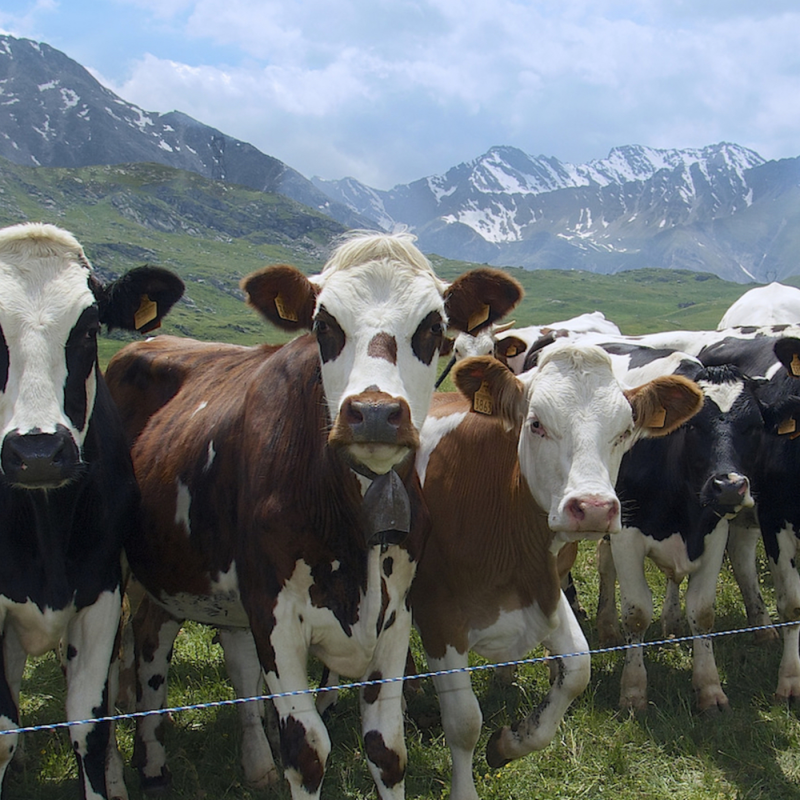 Obrázek epizody #28 — Meat Without Misery