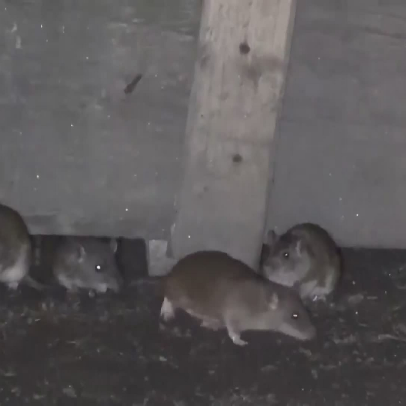 Obrázek epizody Krysy v NY (zdroj: CNN Prima NEWS)