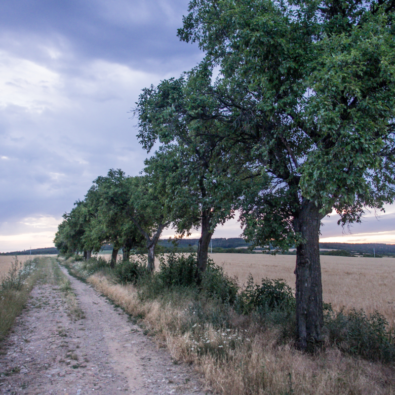 Obrázek epizody #02: Extenzivní ovocnářství