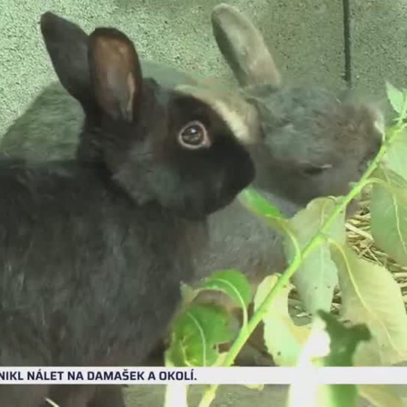 Obrázek epizody Byt plný králíků (zdroj: CNN Prima NEWS)