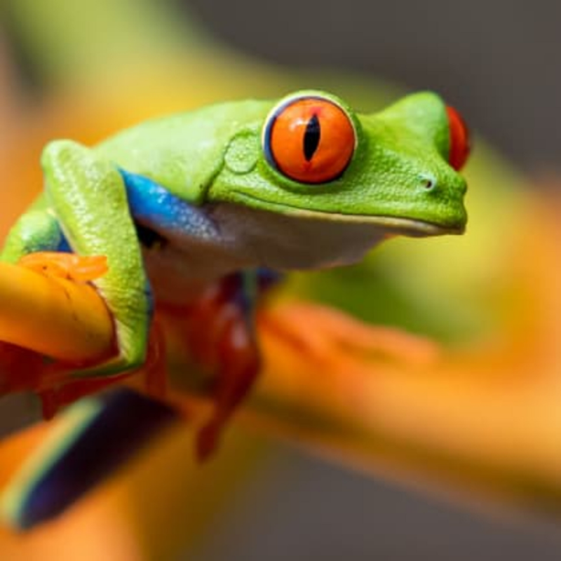 Obrázek epizody Prima SVĚT  2021 (1)