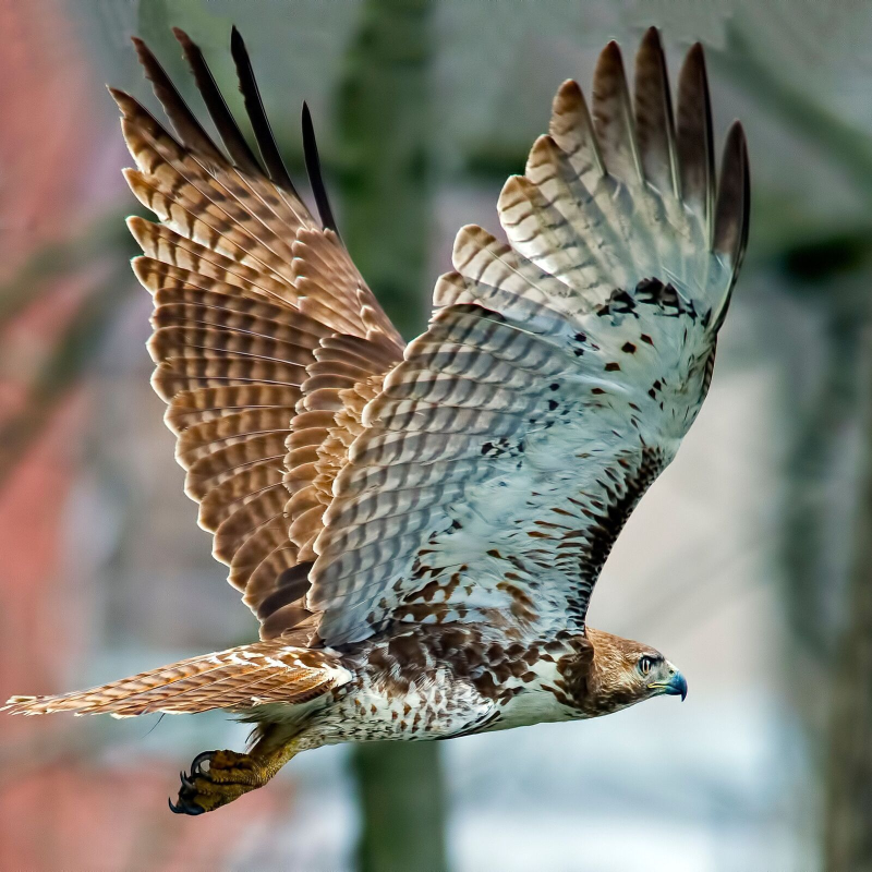 Obrázek epizody Forest Ambience with Birds of Prey | Nature Soundscape