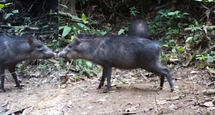 Obrázek epizody Babiš hledá něco pod čepice