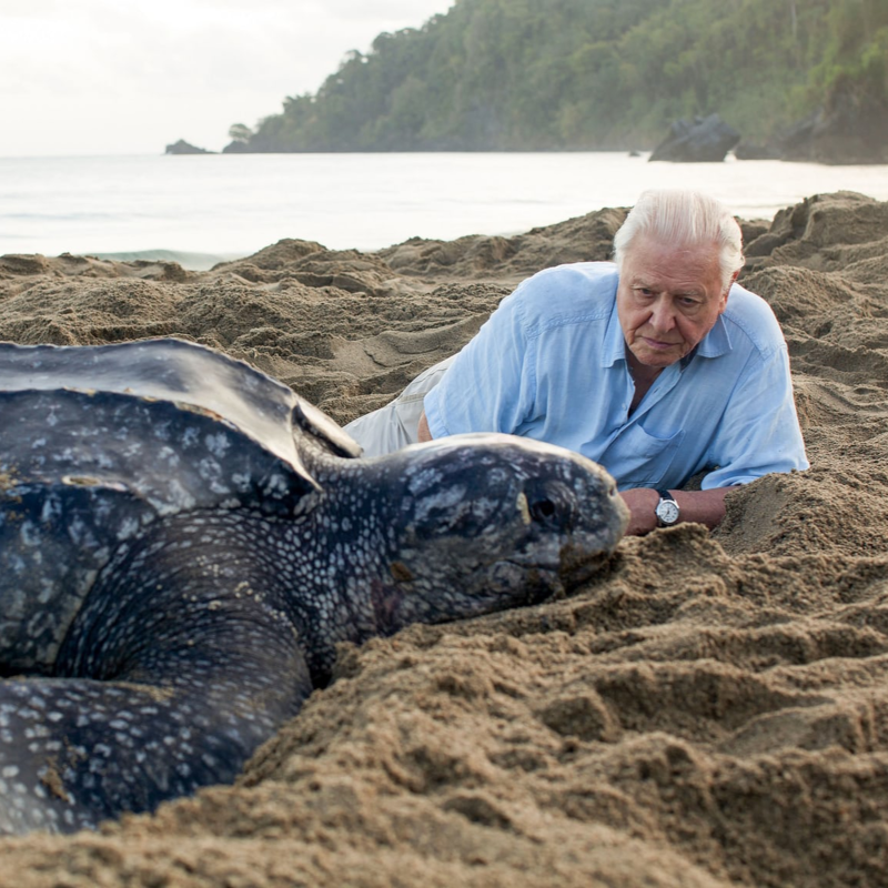 Obrázek epizody "Hlas přírody", který se kvůli zubům málem nedostal před kameru. David Attenborough slaví 100 let
