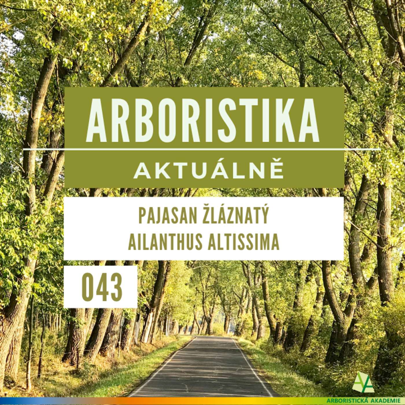 Obrázek epizody Pajasan žláznatý - Ailanthus altissima - Arboristika aktuálně #043