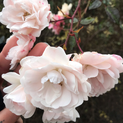 Obrázek epizody #73 Ten, který přichází