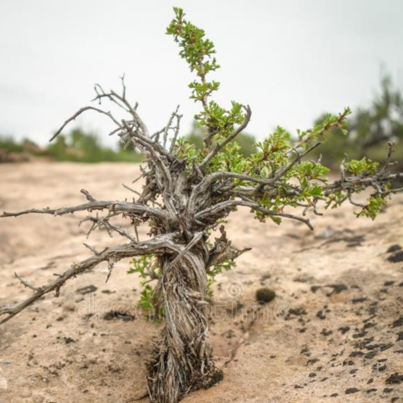 Obrázek epizody 15) Proutek z pařezu