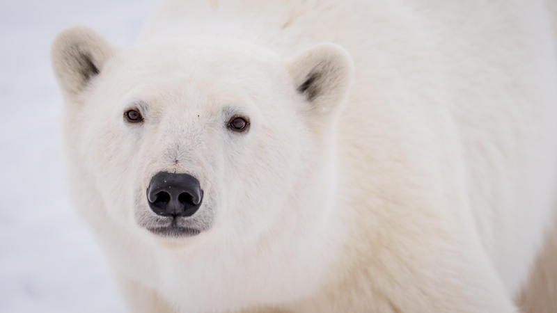 Obrázek epizody What to do when there's a polar bear in your backyard | Alysa McCall