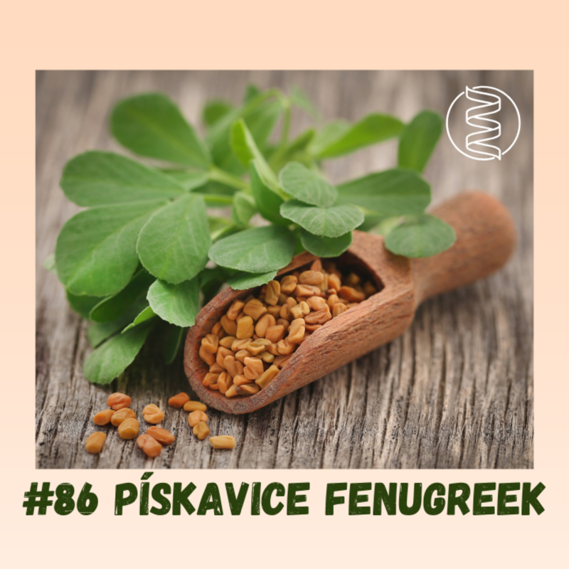 Obrázek epizody #86 PÍSKAVICE ŘECKÉ SENO FENUGREEK / regenerace po porodu, kojení, zvýšení testosteronu, sportovní výkonnost, cholesterol, diabetes, laktační poradkyně, menopauza, hubnutí