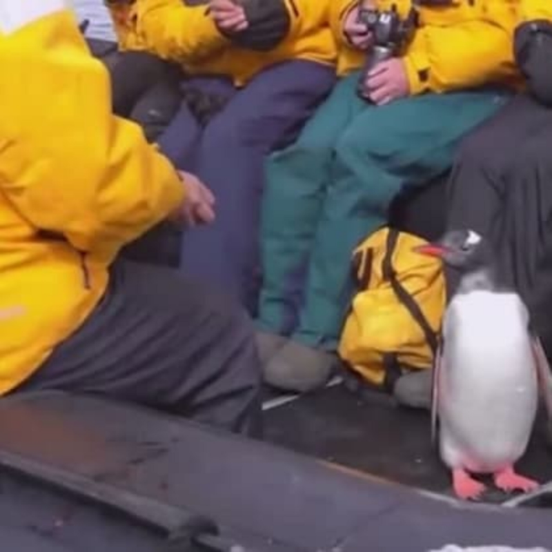 Obrázek epizody Skočil před kosatkou do člunu