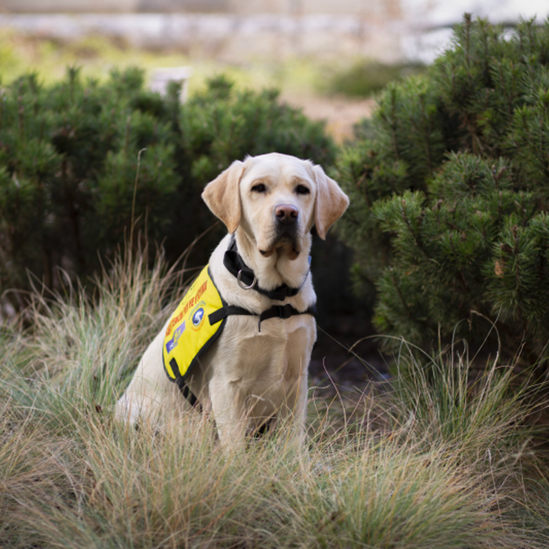 Obrázek epizody HelpPes - Jak psi pomáhají handicapovaným?