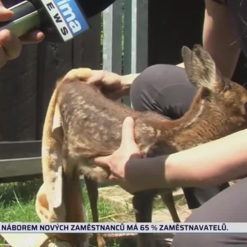 Obrázek epizody Pseudozáchrany mláďat v přírodě (zdroj: CNN Prima NEWS)