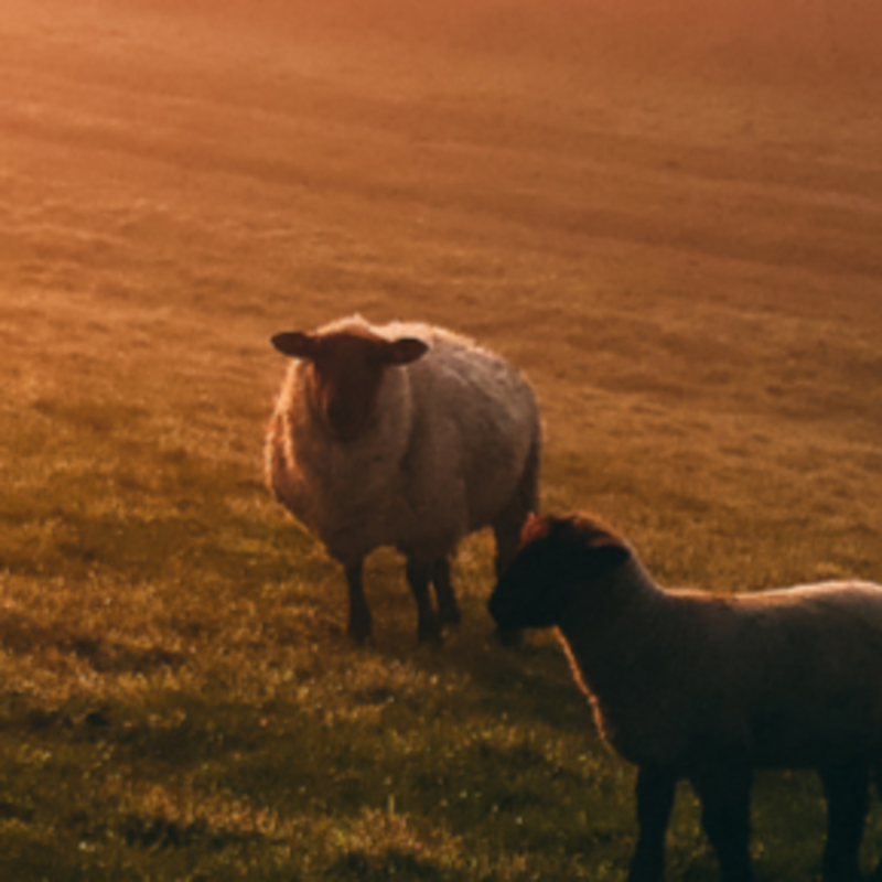 Obrázek epizody Hospodin potěšuje svůj lid