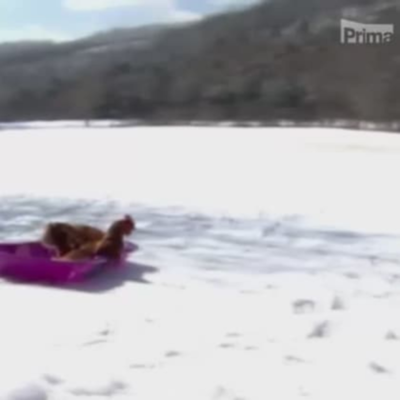 Obrázek epizody Bobující slepice