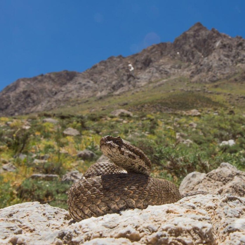 Obrázek epizody Ešus 21/2/2022: Honza na cestách, nejen za hady