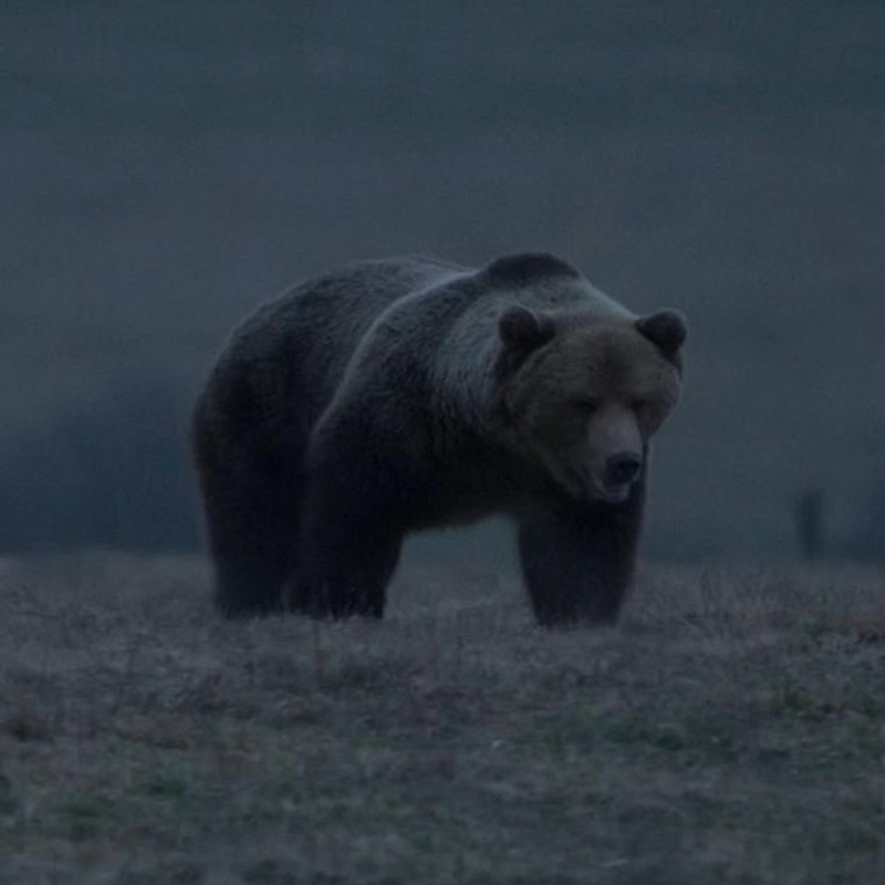 Obrázek epizody Slovenský film Hlas lesa prináša dôležitú tému, ktorá rozdeľuje spoločnosť