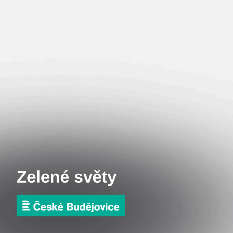 Obrázek epizody Letošní rajčatová úroda pravděpodobně nebude moc slavná