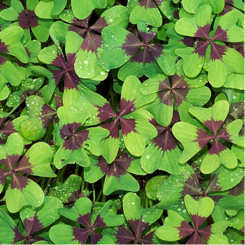 Obrázek epizody 20. března? Mezinárodní den štěstí