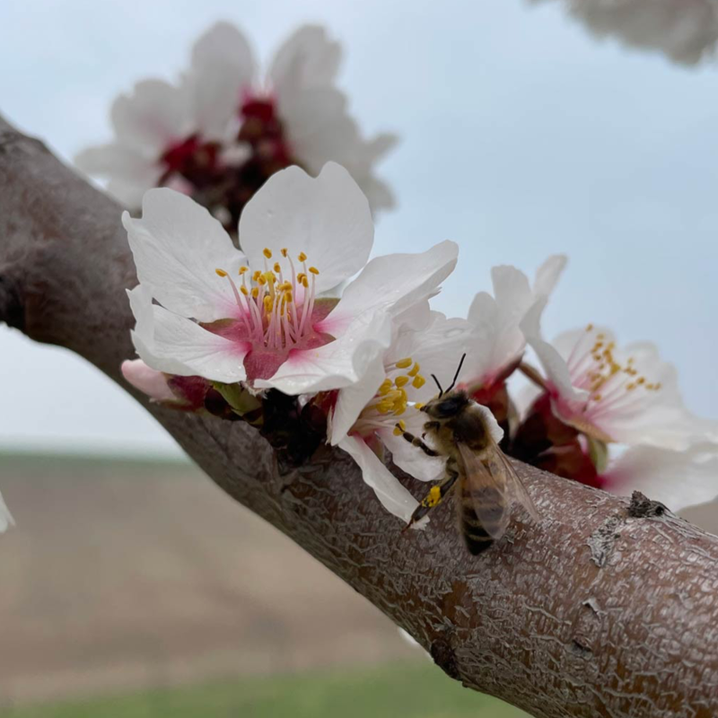 Obrázek epizody #23 Opylování, oplozování, samosprašnost a cizosprašnost ovocných druhů a odrůd