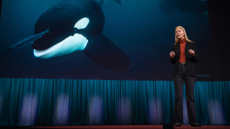 Obrázek epizody Could an orca give a TED Talk? | Karen Bakker