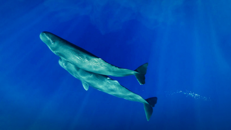 Obrázek epizody Can we learn to talk to sperm whales? | David Gruber