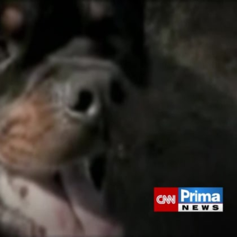 Obrázek epizody Pokračování v případu napadení psem