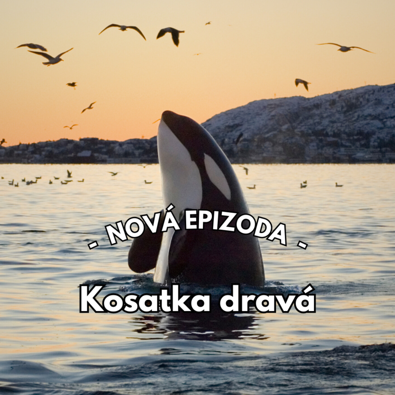 Obrázek epizody 24: Hluboký ponor do světa kosatek