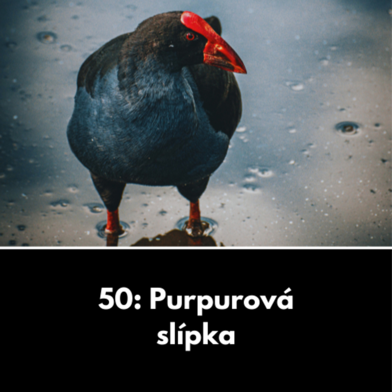 Obrázek epizody 50: Purpurová slípka