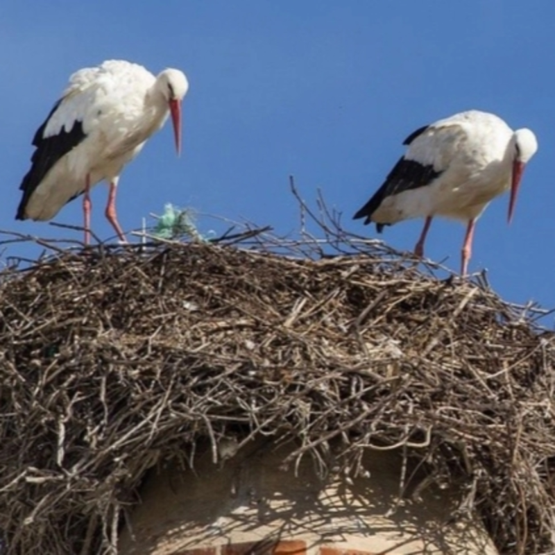 Obrázek epizody Čapí návrat: Na českých komínech je letos rekordně rušno