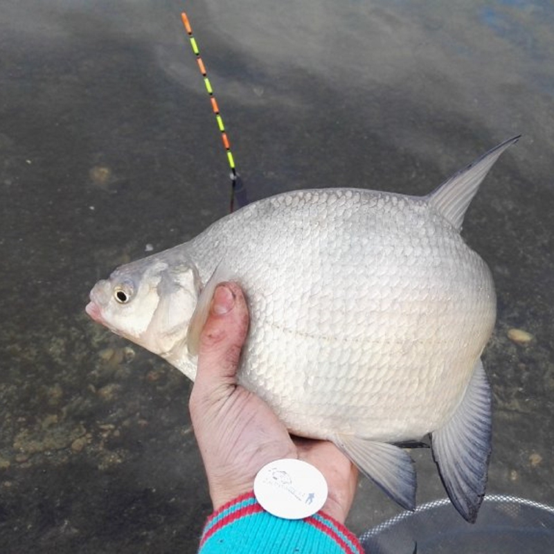 Obrázek epizody Všemožné o splávcích