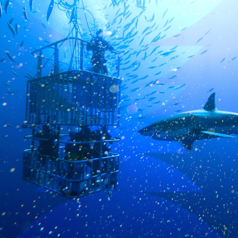 Obrázek epizody The Cage