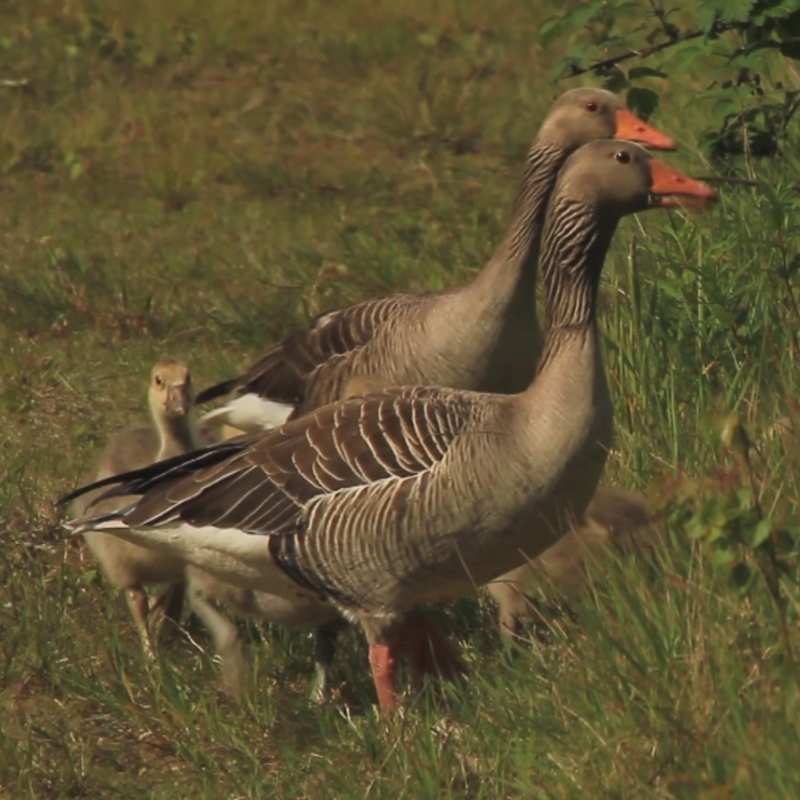 Obrázek epizody Pokud v těchto dnech zavítáte k jezeru Most, a zvláště pokud máte s sebou svého psa, chovejte se ohleduplně. Týká se to zejména části u jihovýchodních břehů.
