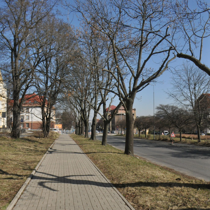 Obrázek epizody Most zachránil vzrostlou alej v ulici ČSA, vodaři tam také nebudou moci kopat několik dalších let.