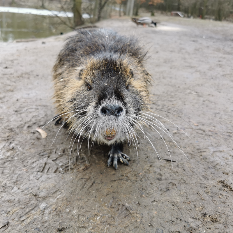 Obrázek epizody Strážníci odchytávali ve městě nutrie