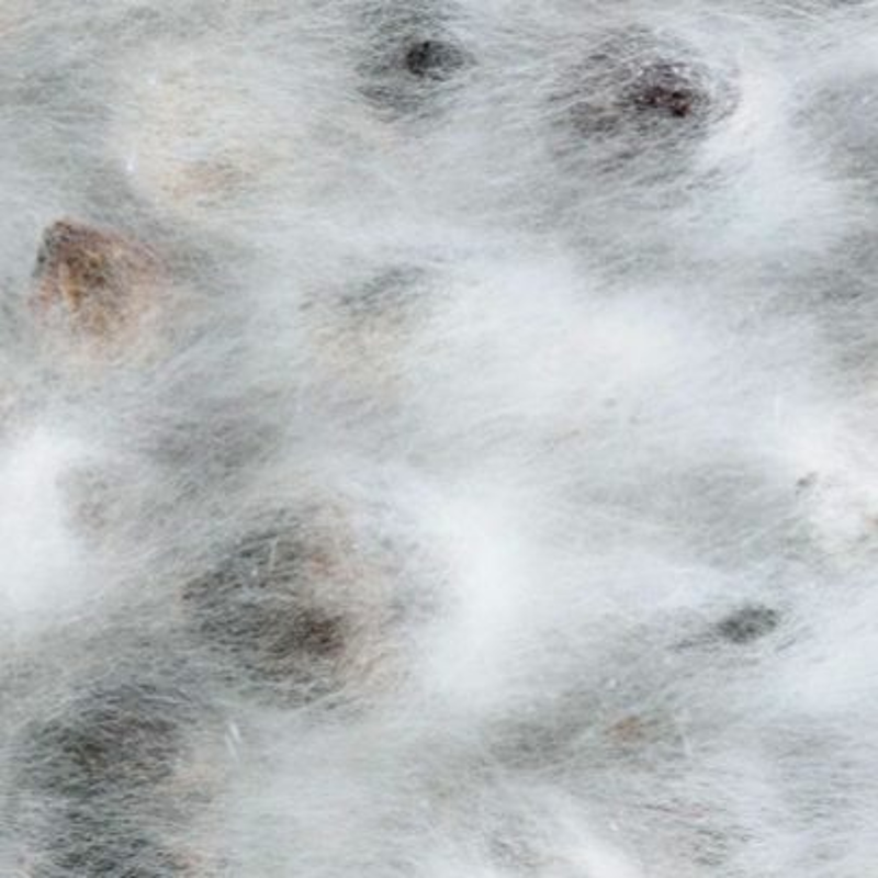 Obrázek epizody Karlin Studios: Mycelium Unbound Storytelling (Martina Růžičková, Kristína Jamrichová)