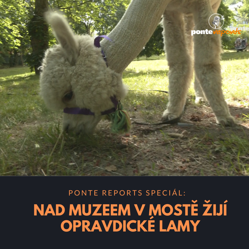 Obrázek epizody Ponte reports SPECIÁL: Nad muzeem v Mostě žijí opravdické lamy