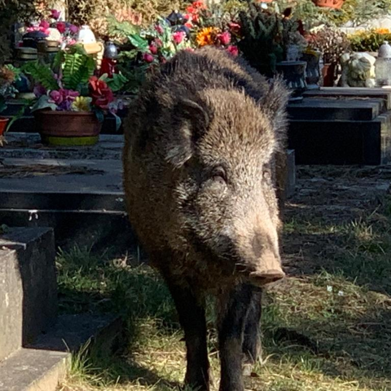 Obrázek epizody Přemnožená divoká prasata pronikají do českých měst po celé zemi.