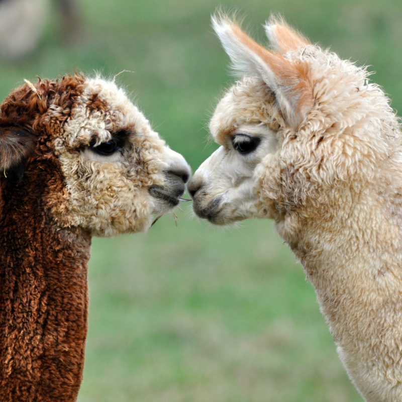 Obrázek epizody Rak říční a rak kamenáč z přírody mizí. Likvidují je invazivní druhy, které lidé přivezli z Ameriky