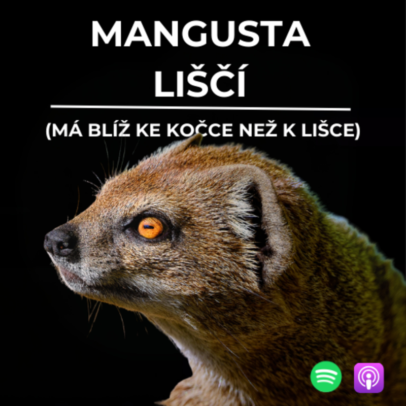 Obrázek epizody 74: Mangusta liščí