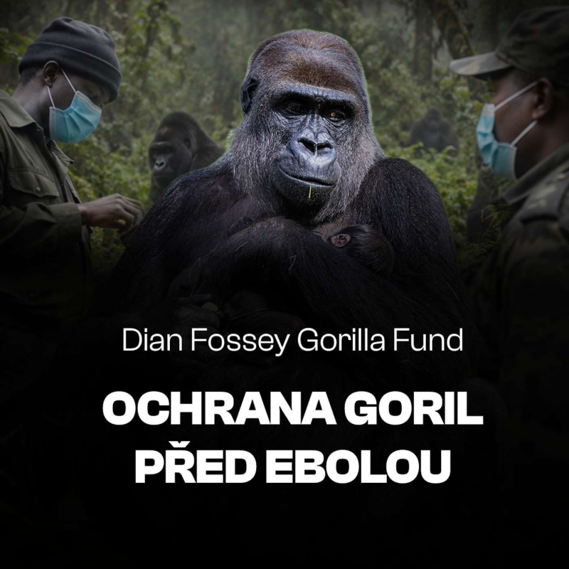 Obrázek epizody Dian Fossey je zachránila před vyhynutím. Teď čelí nové hrozbě | Uvnitř Dian Fossey Gorilla Fund